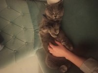 BRİTİSH KEDİMİZ PARS YENİ YUVA ARIYOR