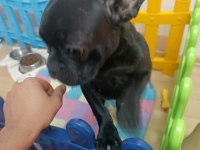 Mükemmel French Bulldog Yavrular