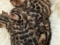 BENGAL KEDİSİ MUHTEŞEM GÜZELLİK