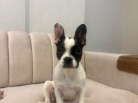 Gaziantep yavru french bulldog