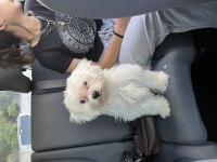 5 aylık maltese eğitimleri tam uslu oğlumuz