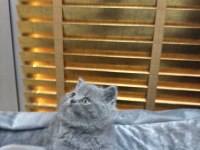 Safkan british shorthair bebekler