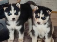 A kalite Husky Yavrularımız