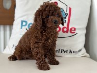 Petmode köpek çiftliğinden kore toy poodle