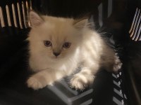 British Longhair Blue Point 1.5 aylık