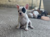 Şecereli french bulldog yavruları