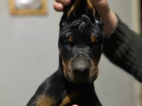 Üst düzey şecereli doberman yavruları