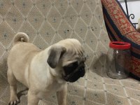 Pug Mops 55 - 65 günlük Erkek - Dişi Yavrular