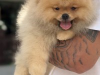 ÜST DÜZEY SHOW KALİTE POMERANİAN BOO