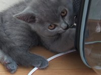 2.5 aylık british shorthair erkek