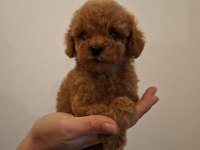 Teacup Toy Poodle Bebeklerim Mevcut