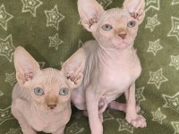 Naked Beauty Sphynx Cattery 2 Aylık