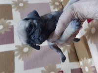 60 günlük pug yavrular