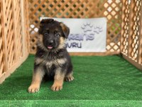 Alman Çoban Köpeği Yavruları