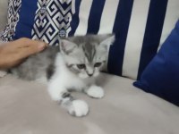48 günlük bebekler british shorthair