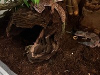 AFRİCA FAT TAİL GECKO YASAL BELGELİ ÇİPLİ
