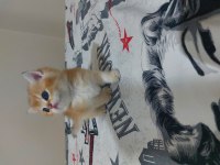 Safkan british shorthair ny 11