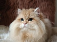 British longhair by1133