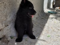 FULL BLACK ALMAN ÇOBAN KÖPEĞİ YAVRULARI Rezerve