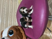 BEAGLE BEAGLE
