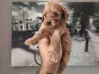 Maltipoo bebekleri