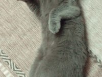 Scottish Fold Kızımıza Yuva Arıyoruz