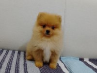 POMERANİAN BOO YAVRULAR