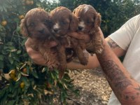 Minik maltipoo bebekleriniz sizi bekliyor