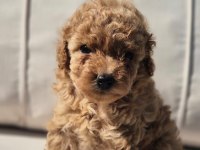 Poodle Çıftliğinden Red Brown Toy Poodle Bebeklerimiz