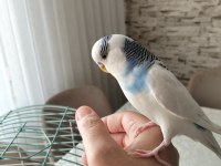 Eğitimli konuşan muhabbet kuşu
