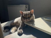 Ücretsiz british shorthair