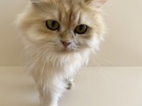 NY12 Renk Safkan Şecereli British Longhair Kedimiz