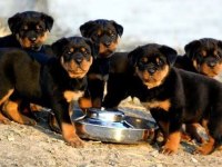 Irkının En İyisi Rottweiler Yavrular Kapıda Ödeme Mevcut