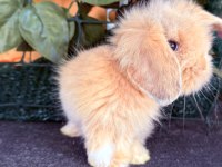 SAFKAN HOLLANDA TEDDY LOP TAVŞANI YAVRULAR