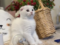 Dişi scottish fold bebeklerimiz