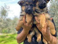 Showline Alman çoban köpeği