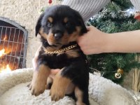 İri kafa üst kalite rottweiler yavrular