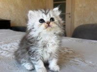 British Longhair Dişi