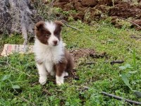 Sağlıklı safkan border collie yavrular