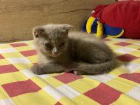 Acil 2 Aylık British Shorthair Dişi