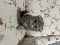 Sevimli yavrular scottish fold