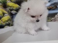 Çok Tatlı Uygun Fiyatlı Pomeranian Yavru