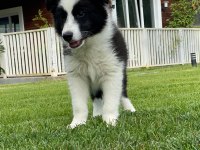 Border Collie Yavruları Istanbul  