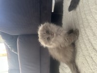 55 günlük scottish fold yavrularım
