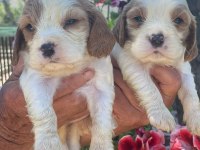 Irk ve sağlık garantili cavalier king charles bebeklerimiz