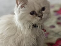Karbeyazı british longhair oğlumuz