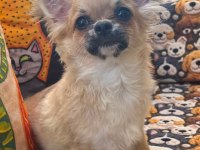 Safkan dişi chihuahua