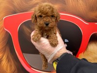 Toy poodle gofrikler
