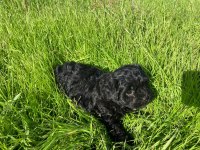 2 Aylık Maltipoo