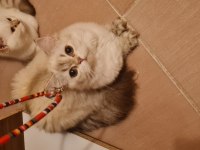 British shorthair blue point chilcilla